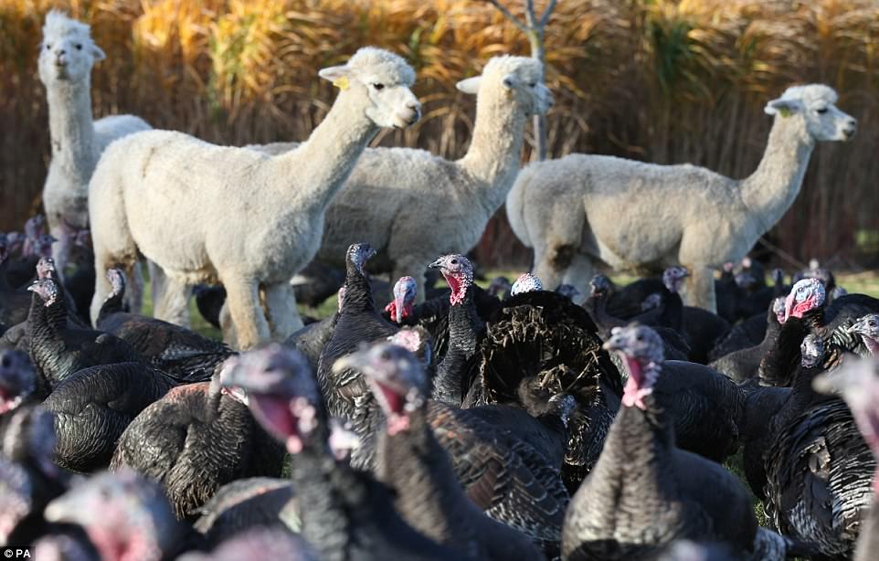 copas farm alpacas protecting turkeys